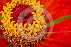 Macro photo of the center of the flower with stamens and pollen