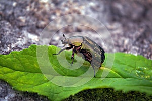 Macro photo of Cetonia aurata on a green leaf