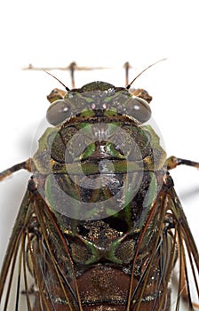 Macro Photo of Cicada Isolated on White Background with Space