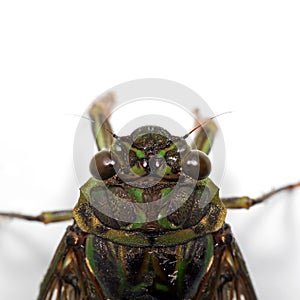 Macro Photo of Cicada Isolated on White Background with Space