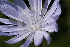 Macro photo of cichorium intybus flower blossom. Blue sailors, chicory, coffee weed, or succory is a herbaceous