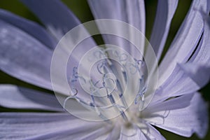 Macro photo of cichorium intybus flower blossom. Blue sailors, chicory, coffee weed, or succory is a herbaceous