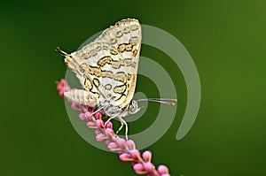 The Cigaritis epargyros butterfly photo