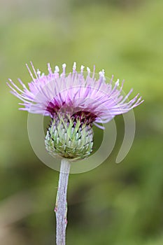 Macro Photo of Cirsium Setosum Booming Little Purple Flower