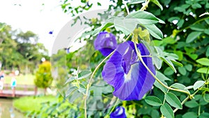 Macro photo Close focus dark purple pea flower,