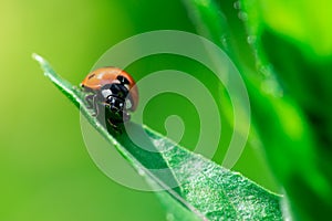 Ladybug runs down from a top of the leaf, Coccinellidae, Arthropoda, Coleoptera, Cucujiformia, Polyphaga photo