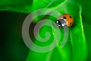Ladybug walking on a leaf, Coccinellidae, Arthropoda, Coleoptera, Cucujiformia, Polyphaga photo