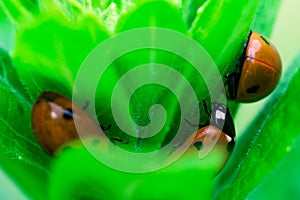 3 Ladybugs hiding in the top of a plant, Coccinellidae, Arthropoda, Coleoptera, Cucujiformia, Polyphaga photo