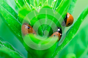 3 Ladybugs hiding in the top of a plant, Coccinellidae, Arthropoda, Coleoptera, Cucujiformia, Polyphaga photo