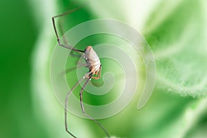 Harvestmen, male waiting to attack its prey