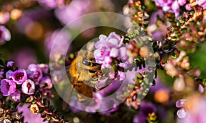 Macro photo or closeup of the bee on the flower collecting pollen