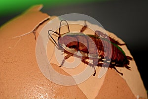 A macro photo of a cockroach on some food scraps. A nasty insect, pest infesting many homes