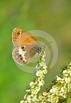 Coenonympha arcania , The pearly heath butterfly on flower , butterflies of Iran