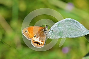 Coenonympha arcania , The pearly heath butterfly , butterflies of Iran