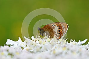 Coenonympha arcania , The pearly heath butterfly on white flower , butterflies of Iran