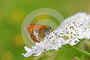 Coenonympha arcania , The pearly heath butterfly on white flower , butterflies of Iran