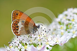 Coenonympha arcania , The pearly heath butterfly on white flower , butterflies of Iran