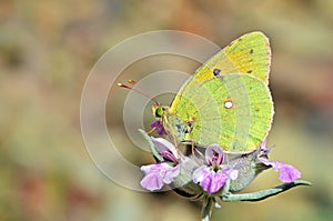 Colias aurorina , the Greek clouded butterfly or dawn clouded yellow butterfly