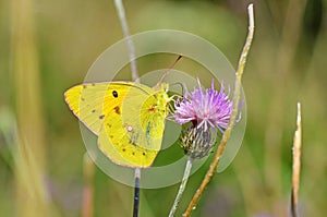 Colias croceus , clouded yellow butterfly on purple flower photo