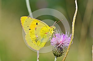 Colias croceus , clouded yellow butterfly on purple flower photo