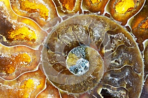 Macro Photo of a Colorful Ammonite Sea Shell Fossil