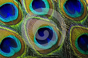 Macro Photo of Colorful Blue Peacock Feathers.