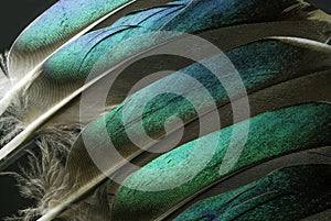 Macro photo of Colorful Green Duck Feathers.