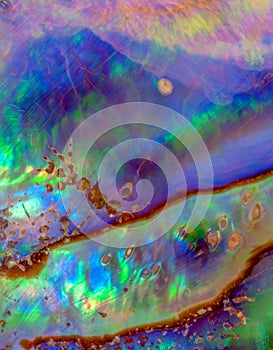 Macro photo of colorful iridescent surface of abalone shell