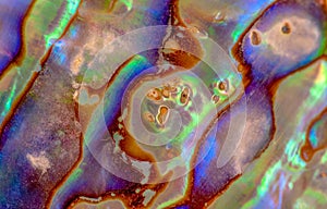 Macro photo of colorful iridescent surface texture of abalone shell