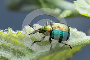 Colorful leaf-rolling weevil, Attelabidae on leaf