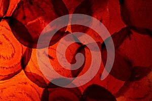 Macro Photo of Colorful Sliced Red Beets with Backlighting photo