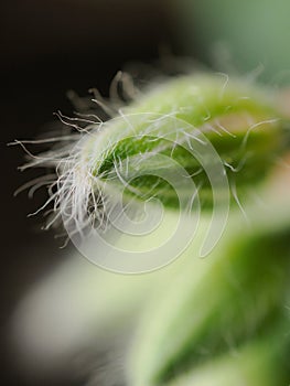 Macro photo of a common buttercup bud