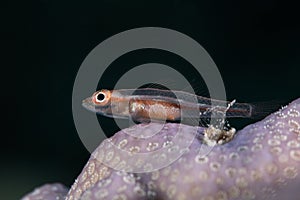 Macro photo of a Common ghostgoby