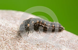 Common glow-worm, Lampyris noctiluca larva on rock