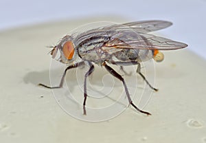 Fly Stuck On Flypaper