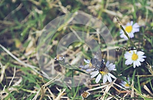 Macro photo of a common house fly that has landed on a small wildflower