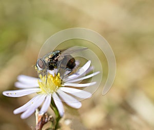 Macro photo of a common house fly sucking pollen from white wildflower