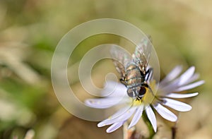 Macro photo of a common house fly sucking pollen from white wildflower