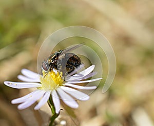 Macro photo of a common house fly sucking pollen from white wildflower