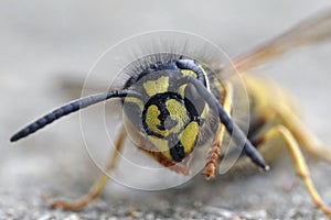 Common wasp Vespula vulgaris photo