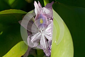 Macro photo of a common water hyacinth, Pontederia crassipes