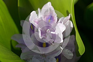 Macro photo of a common water hyacinth, Pontederia crassipes