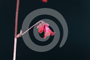 Macro photo of a coral bell, Heuchera sanguinea, with a black background