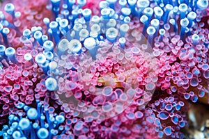 macro photo of coral spawning in blues and pinks