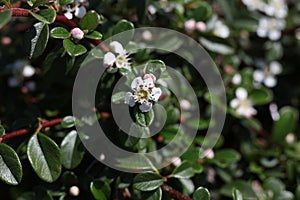 a macro photo of Cotoneaster dammeri blossom in spring