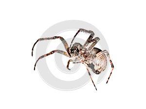 Crawling Spider Arachnid Insect Isolated on White