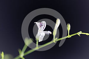 Macro photo of a creat or green chireta plant, Andrographis paniculata