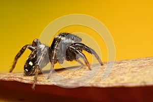 Macro Photo of Cute Predator Jumping Spider Hasarius Adansoni