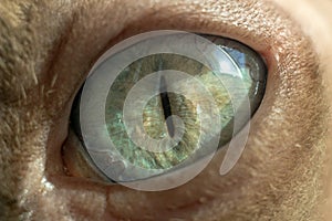 Macro photo of turqouise eyesphynx cat photo