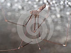 Macro Photo of Daddy Long-Legs Spider with Eggs on the Ceiling